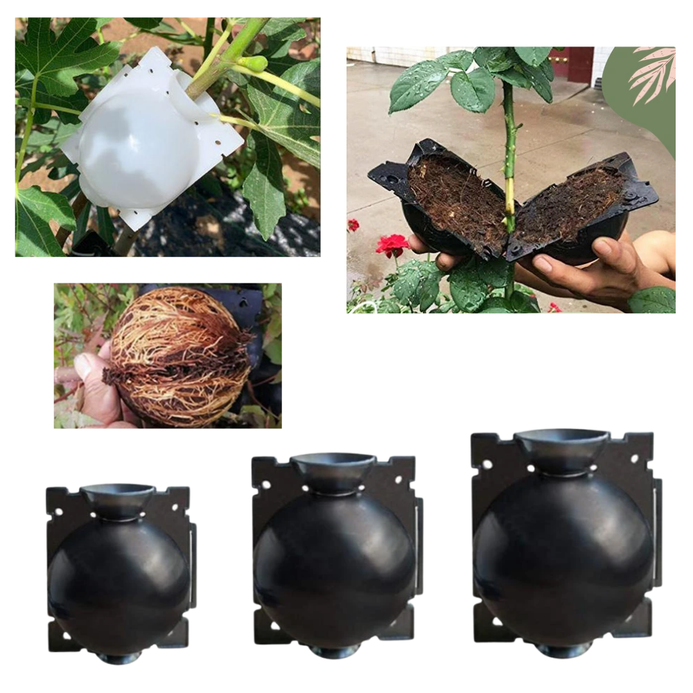 Pack of 3 Air Layering Plant Boxes