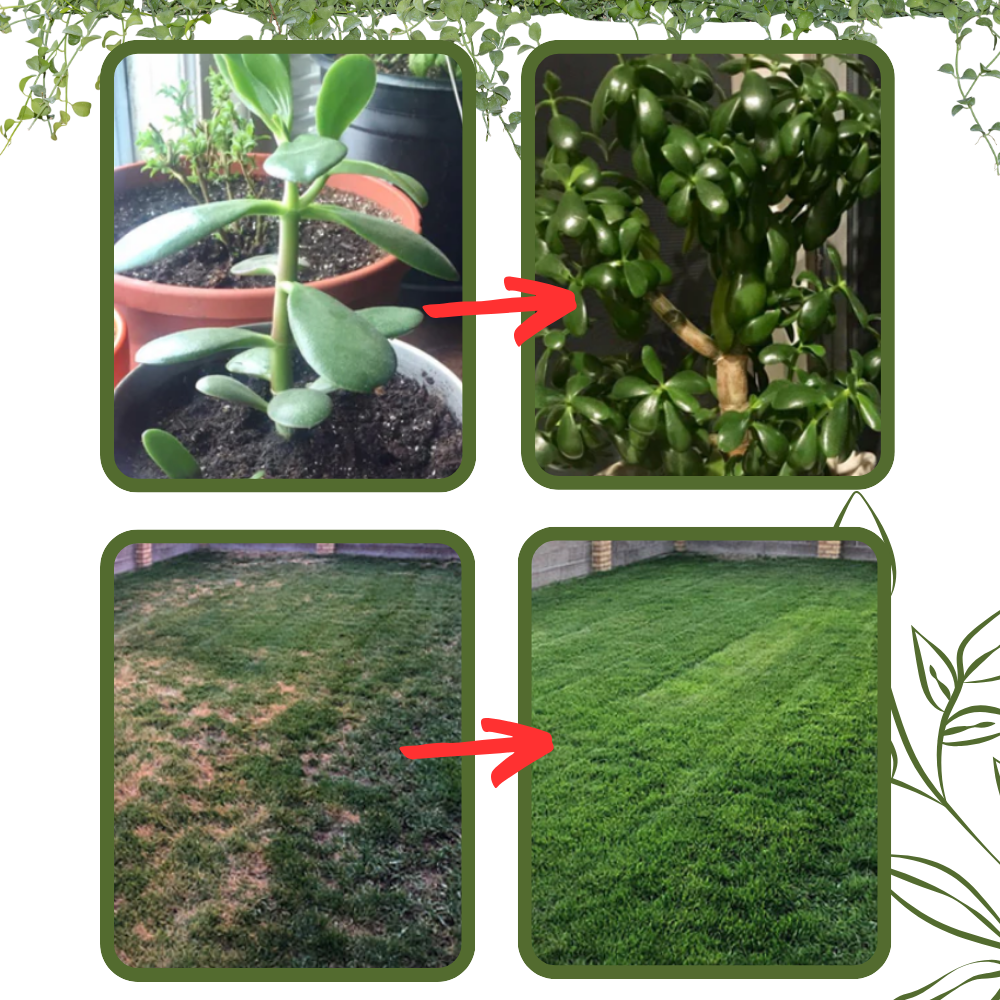 Organic Nutrients Soil Activator